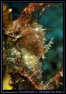 A small Lime Fish hidding... Que du bonheur... :O)... by Michel Lonfat 